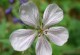 Wild White Geranium