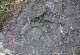 Bear Tracks on the Verdant Pass Trail